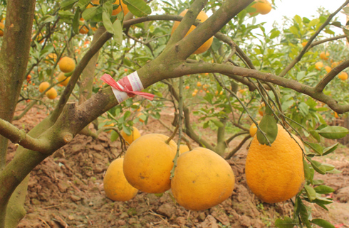 Hanoi grapefruit specialty before Tet